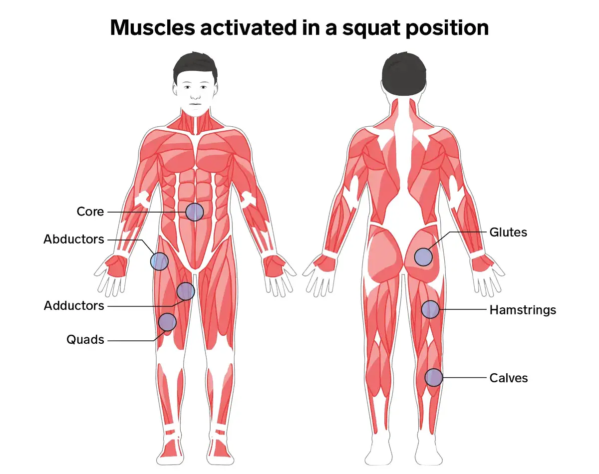 Squat Muscles Worked