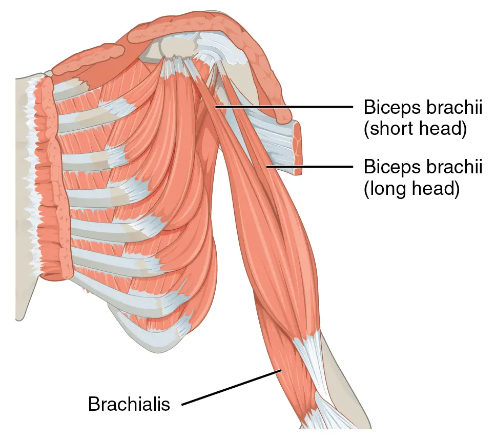 Biceps Diagram